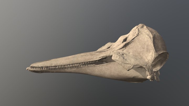Striped Dolphin (Stenella Coeruleoalba) skull 3D Model