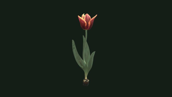 Lily flowered maroon tulip 3D Model