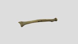 Radius - 3D model by zackbackstrom [0b25e9c] - Sketchfab
