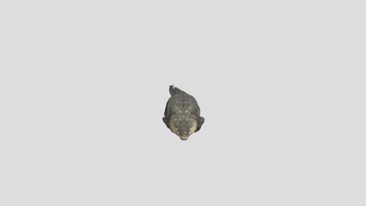 Testanim Swim 3D Model