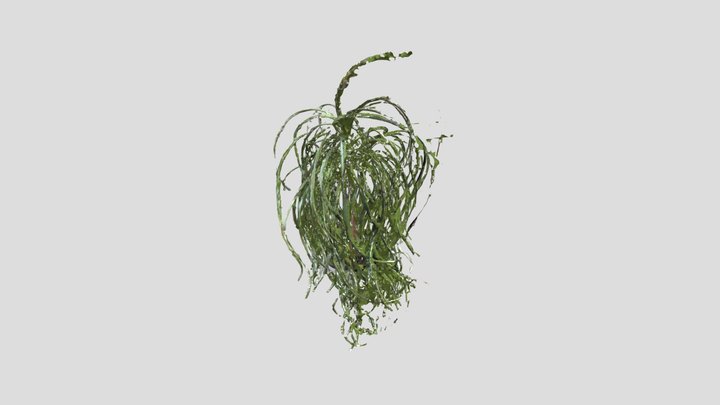 Beaucarnea 3D Model