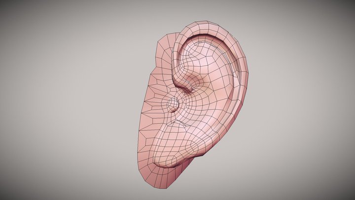 Ear 3D Model