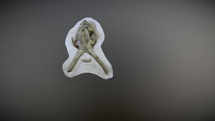 Juvenile Mammoth Fossil 3D Model