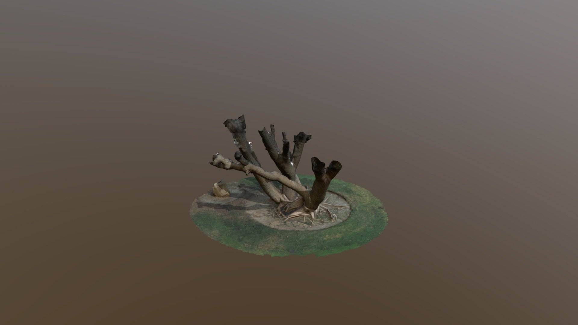 Carson Park Tree Roots Cleaned LoRes V01
