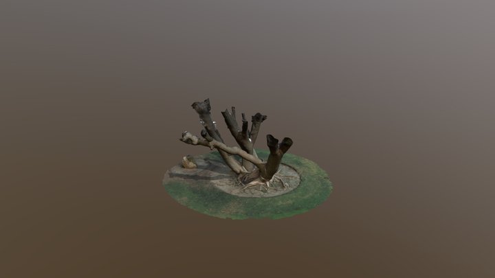 Carson Park Tree Roots Cleaned LoRes V01 3D Model