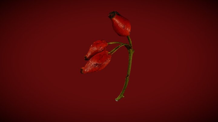 Rosehip bud 3D Model