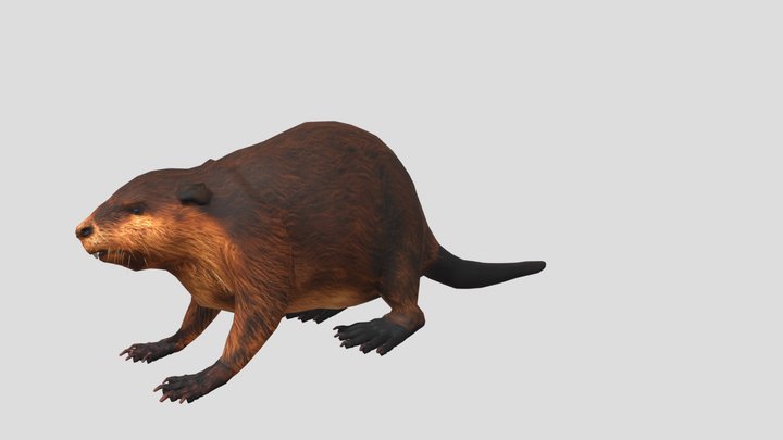 Rata Almizclera - Ondatra zibethicus 3D Model