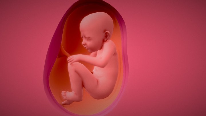 wombtest 3D Model