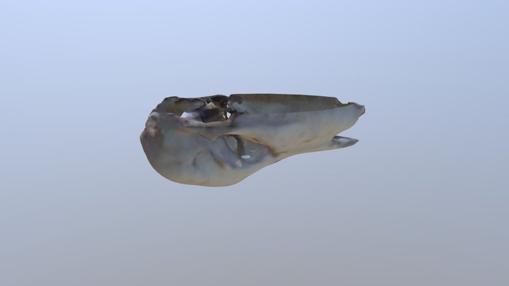 Minihorse head 3D Model