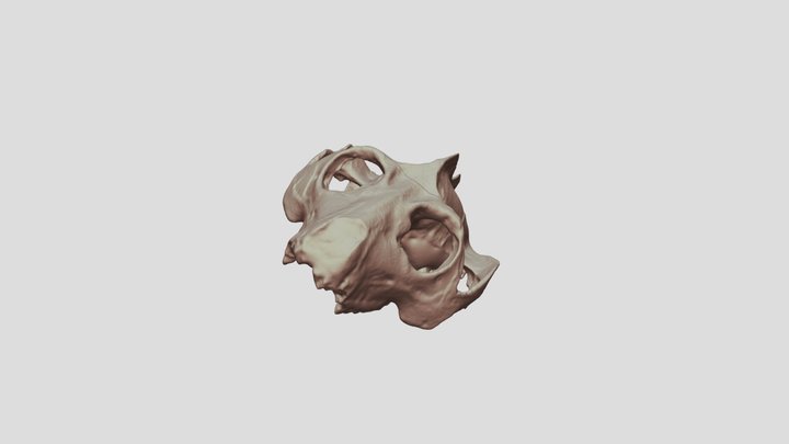 Adapis parisiensis skull 3D Model