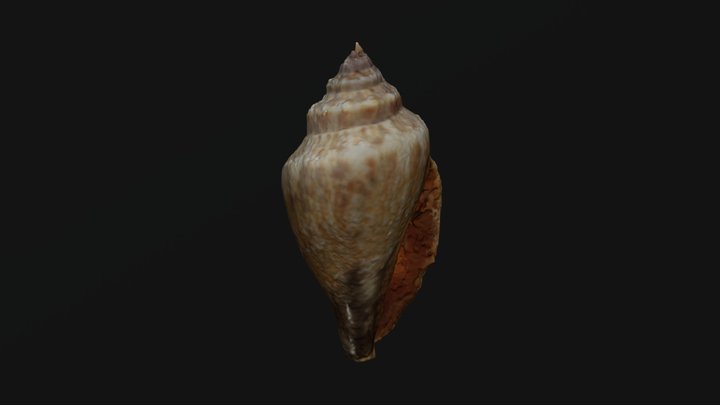 Snail / conch / shell 3D Model