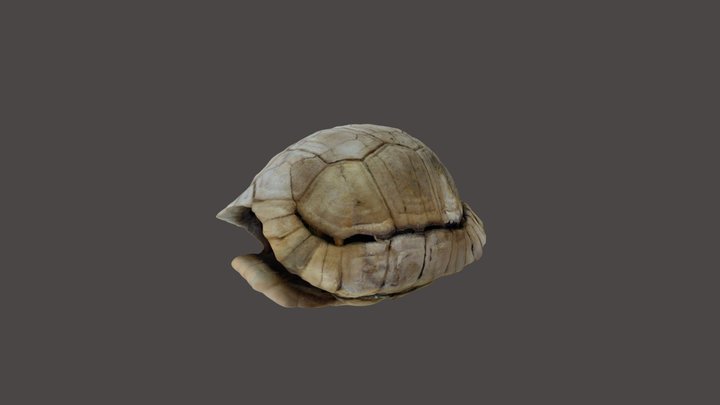 Leopard Tortoise shell - with STL File 3D Model