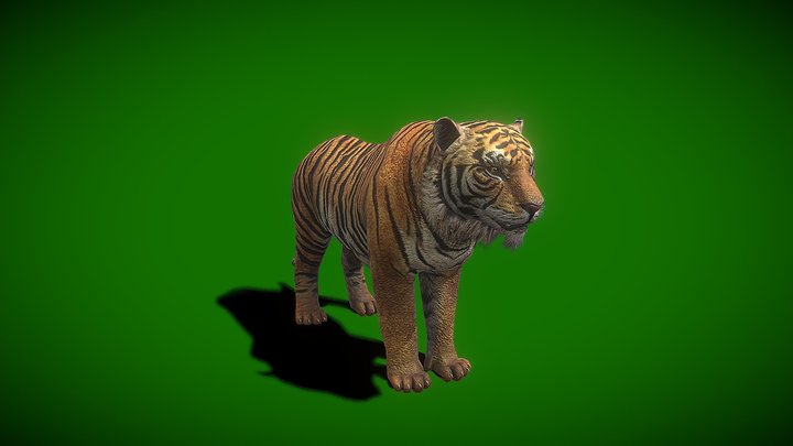 Animated Tiger 3D Model
