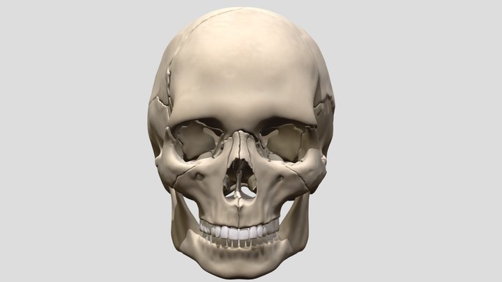The Anatomical Human Skull 3D Model
