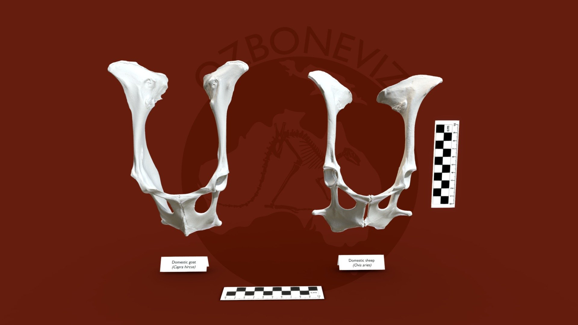 Sheep and goat pelvis - 3D model by Ozboneviz [0b46d24] - Sketchfab