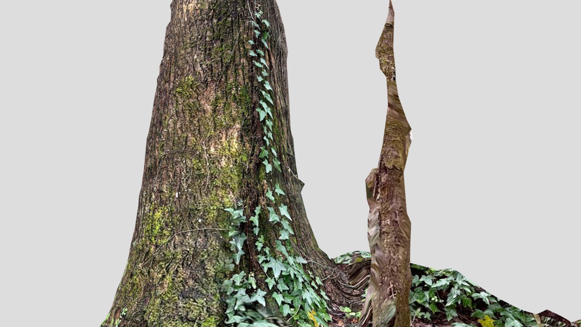 Ivy Tree 01