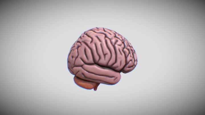 brain 3D Model