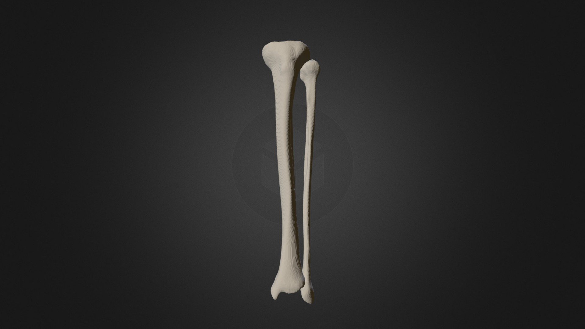 Fibula Y Ulna - 3D model by Juan Schilling (@jschilling) [0b4fa56 ...