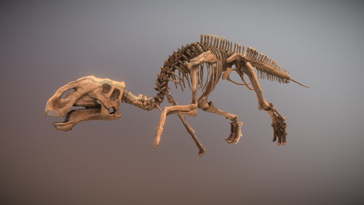 Sabinosaurus 3D Model