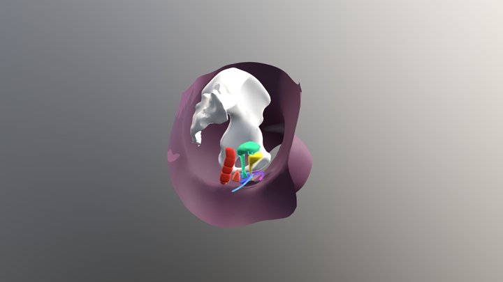 Vulva 2 3D Model