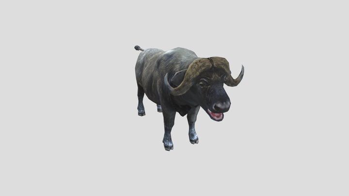 Buffalo model free