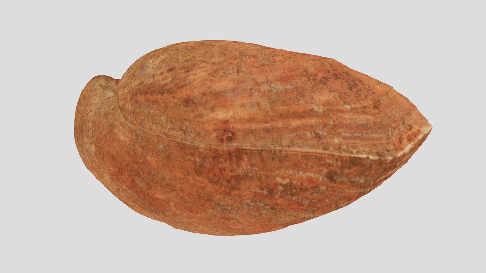 Terebratula sp.