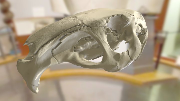 ChM CM1545 - Capybara Skull 3D Model
