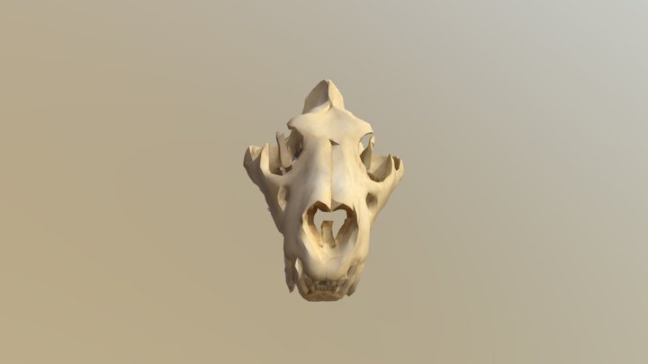 Lion skull 3D Model