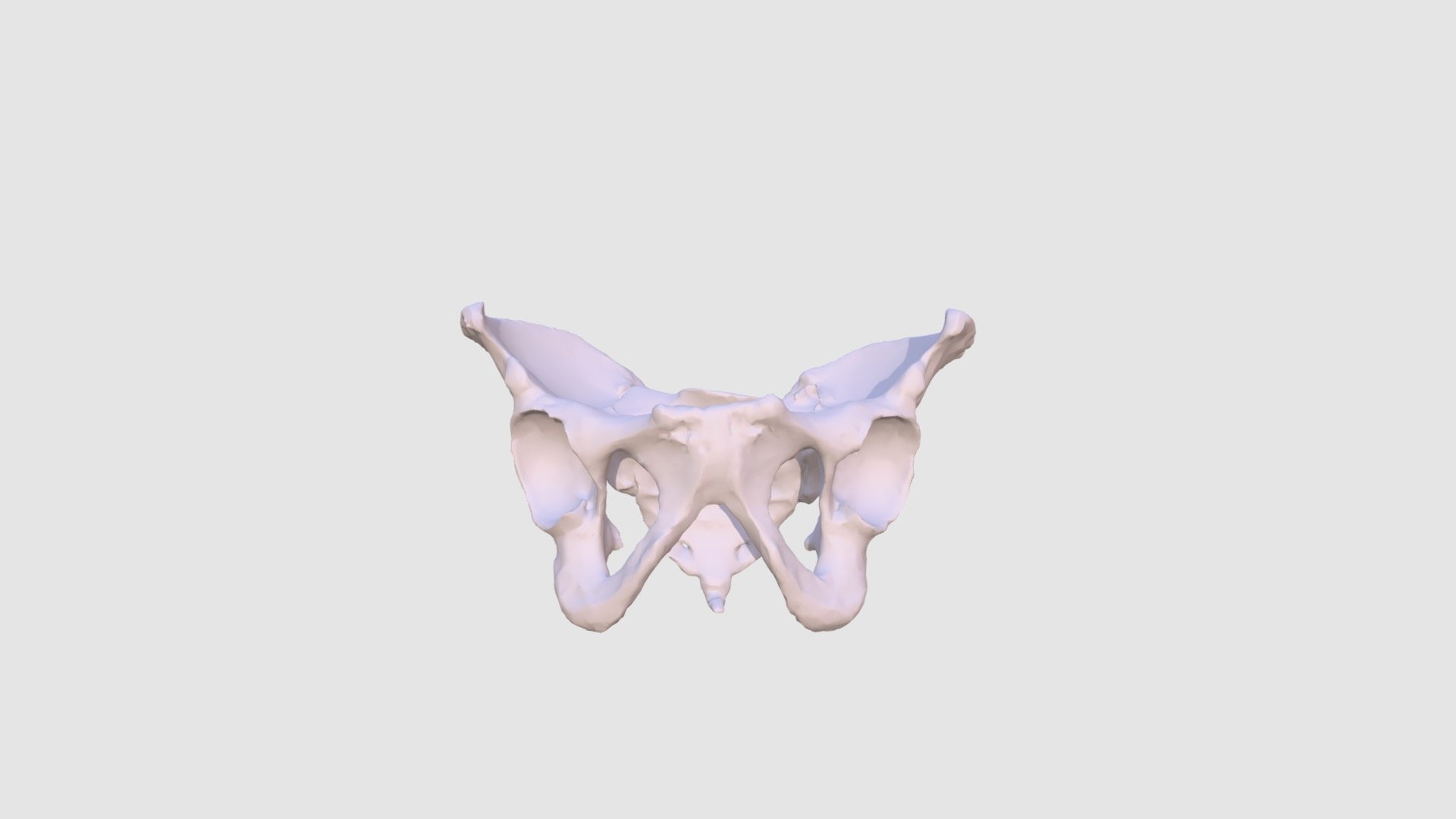 Human Male Pelvis