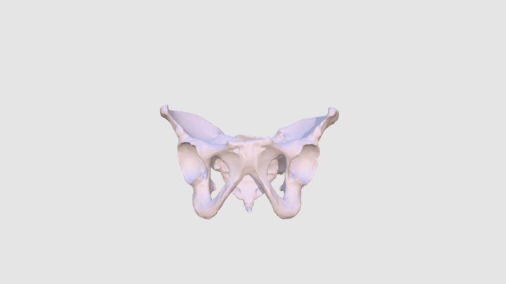 Human Male Pelvis 3D Model