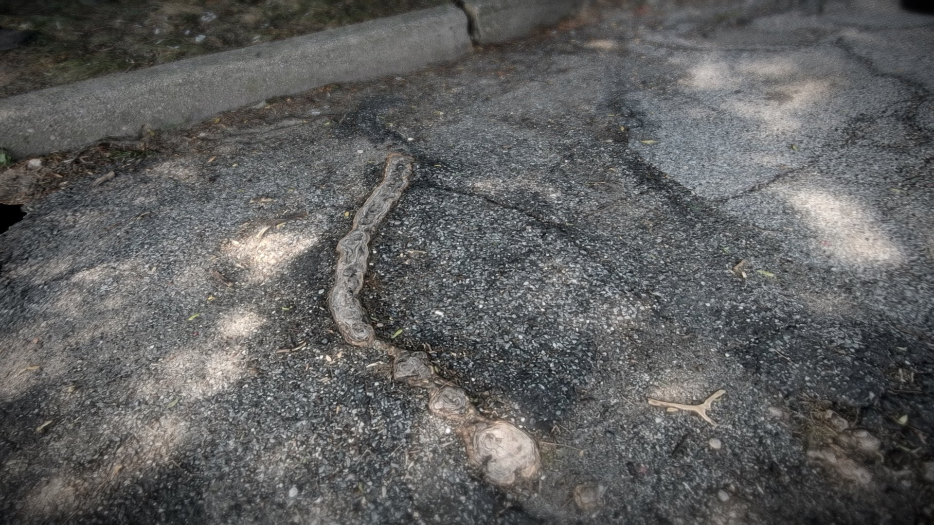 Root in Pavement