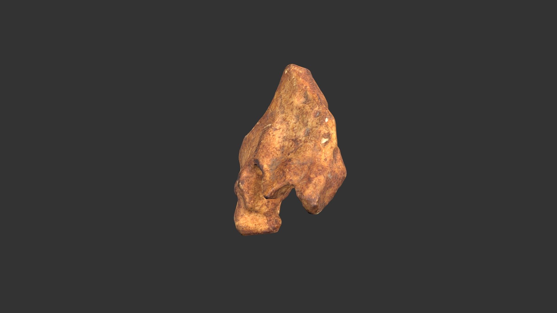 Homo neanderthalensis (433rp18)