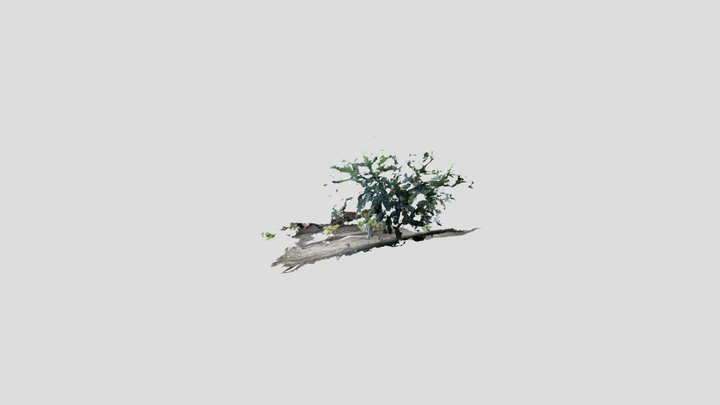 Untitled Scan 3D Model