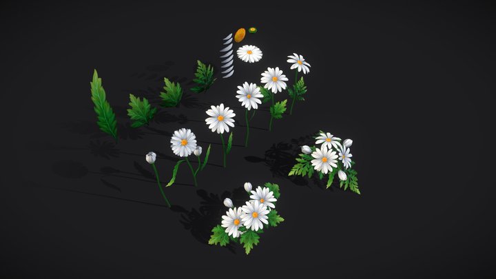 Handpainted stylized Daisies 3D Model