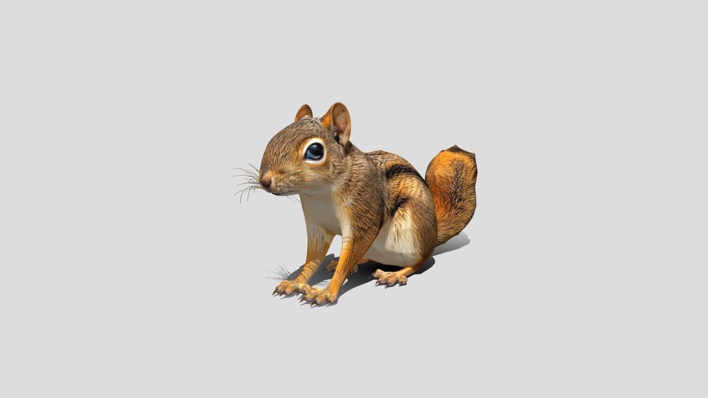 Curious Squirrel