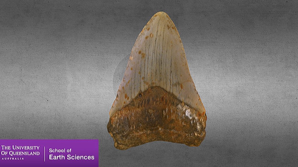 Megalodon Tooth
