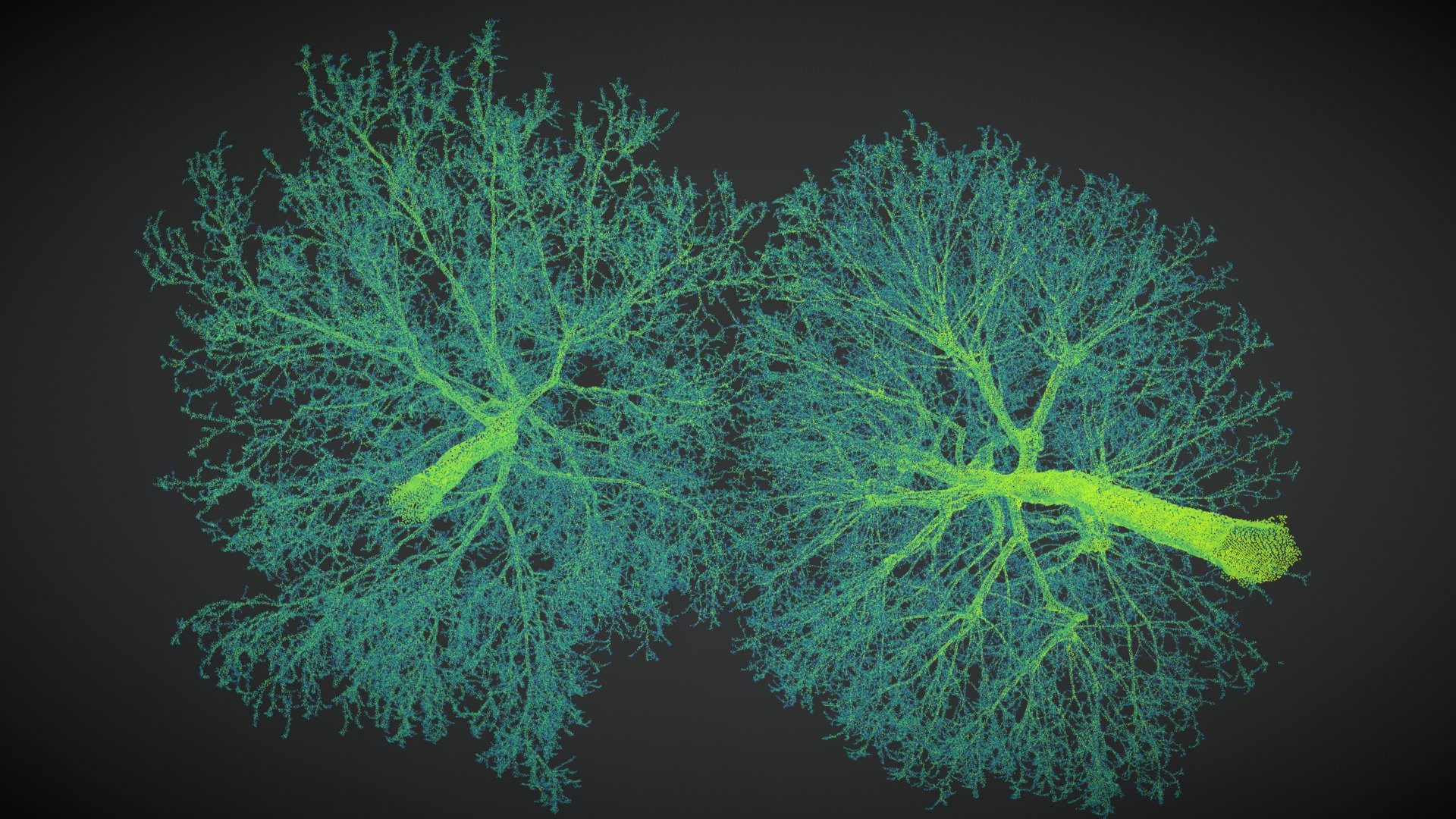 Pollarding effect on plane trees - 3D model by CAVElab (Ghent ...