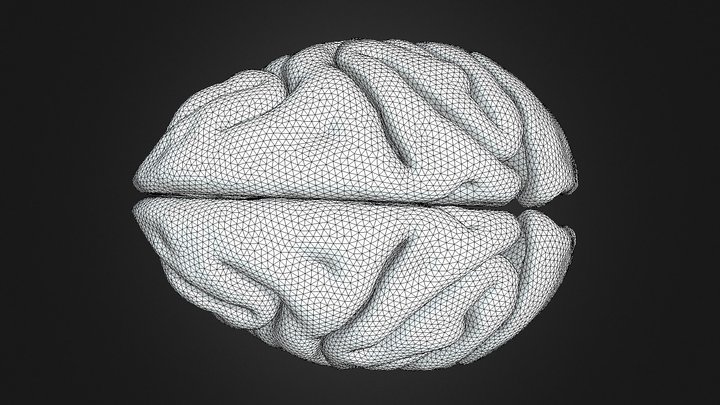 Neocortex 3D models - Sketchfab