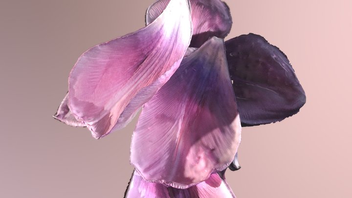 Tulip Petals 3D Model