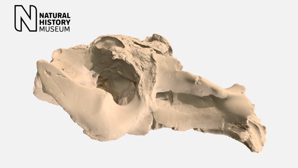 Skull of Toxodon platensis