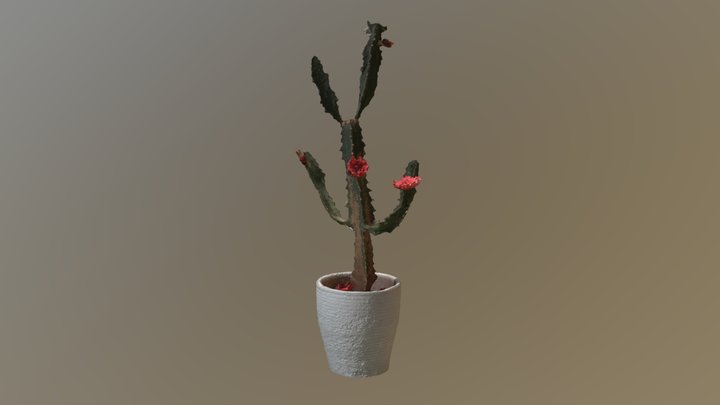 Some random cactus 3D Model