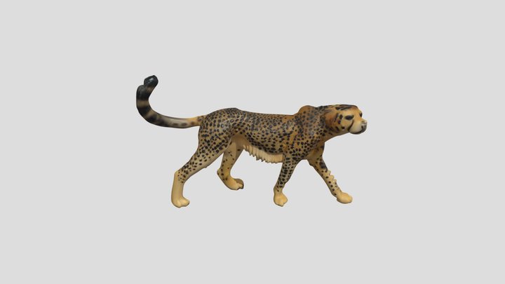 Cheetah