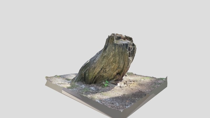 stump 3D Model