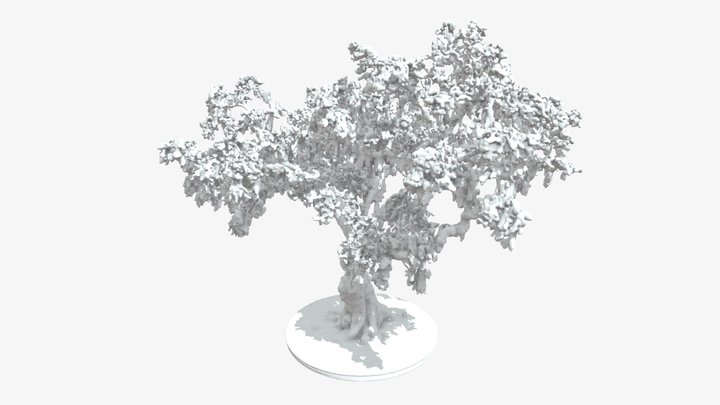 Grover Cleveland Oak 3D Print