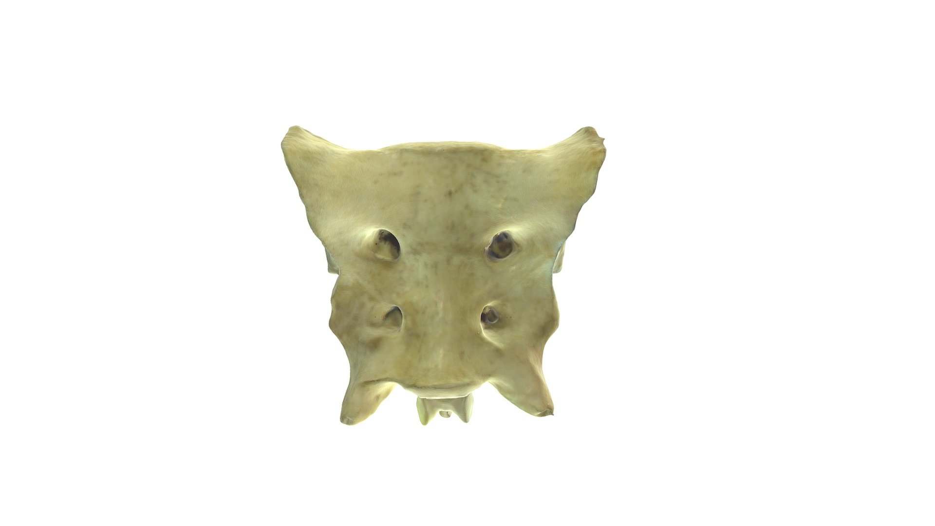 Canine Sacrum - Annotated - 3D model by rvcanatomy [0b758c4] - Sketchfab