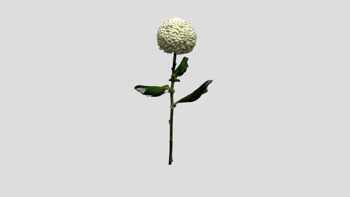 White Pompon Mum 3D Model