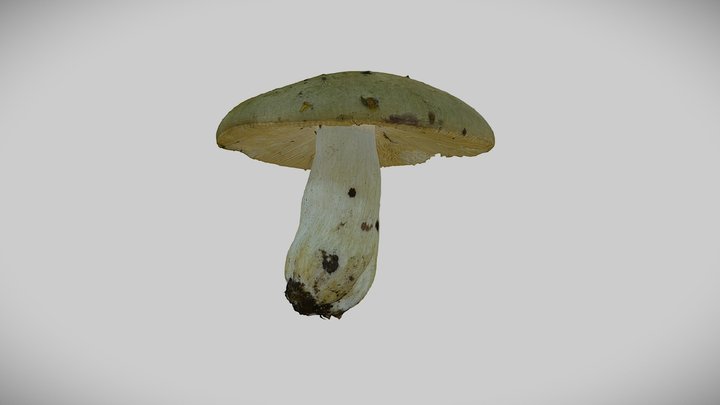 Real mushroom 0068 (Russula aeruginea) 3D Model