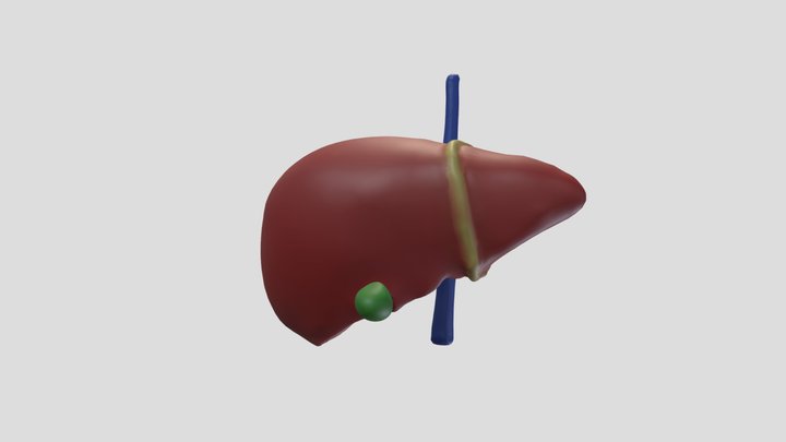 肝臟、膽囊 3D Model