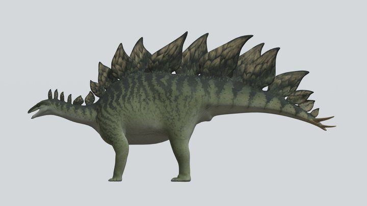 Accurate Stegosaurus stenops
