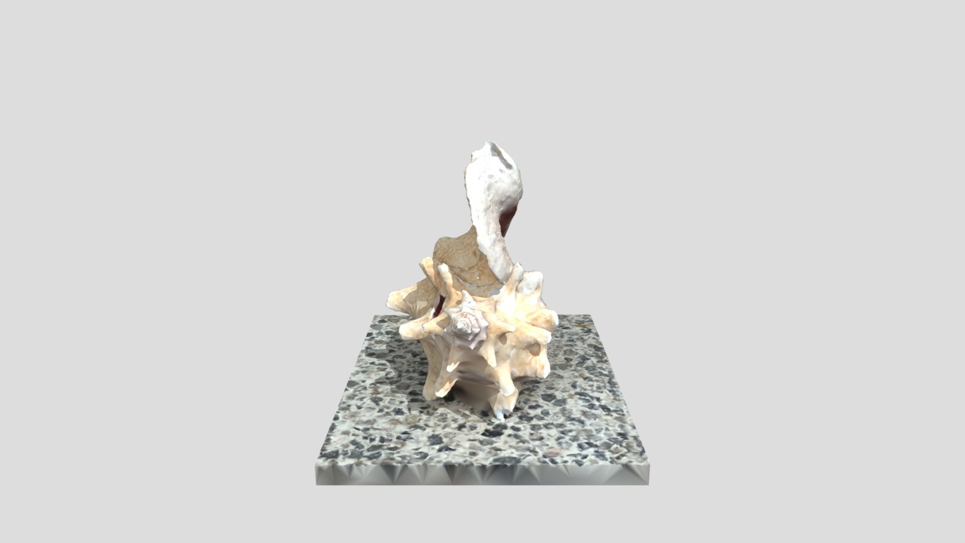 Queen Conch